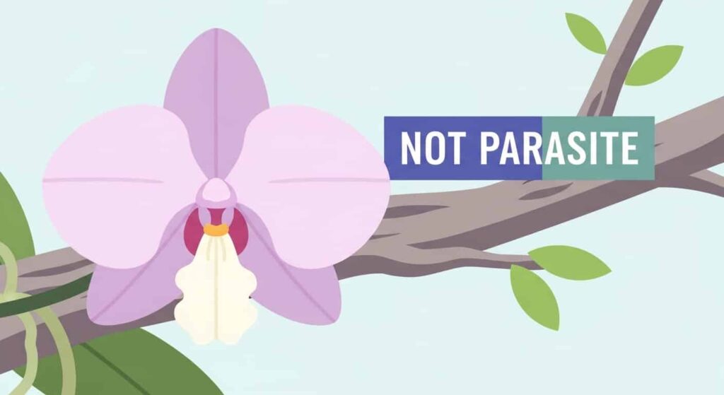 The Misconception - Are Orchids Parasites