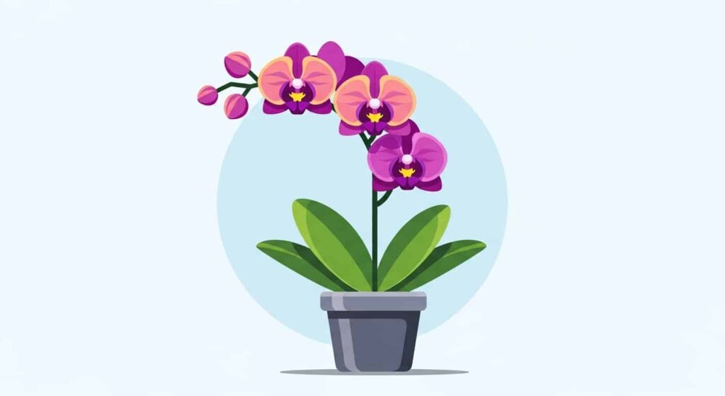 Conclusion: Become an Orchid Watering Expert