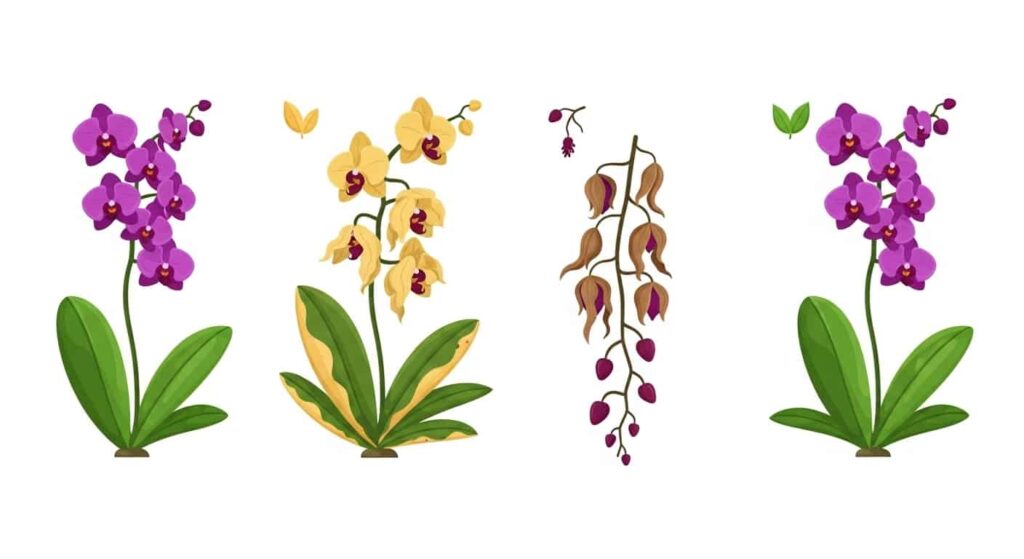 Troubleshooting Guide - Solving Common Orchid Problems