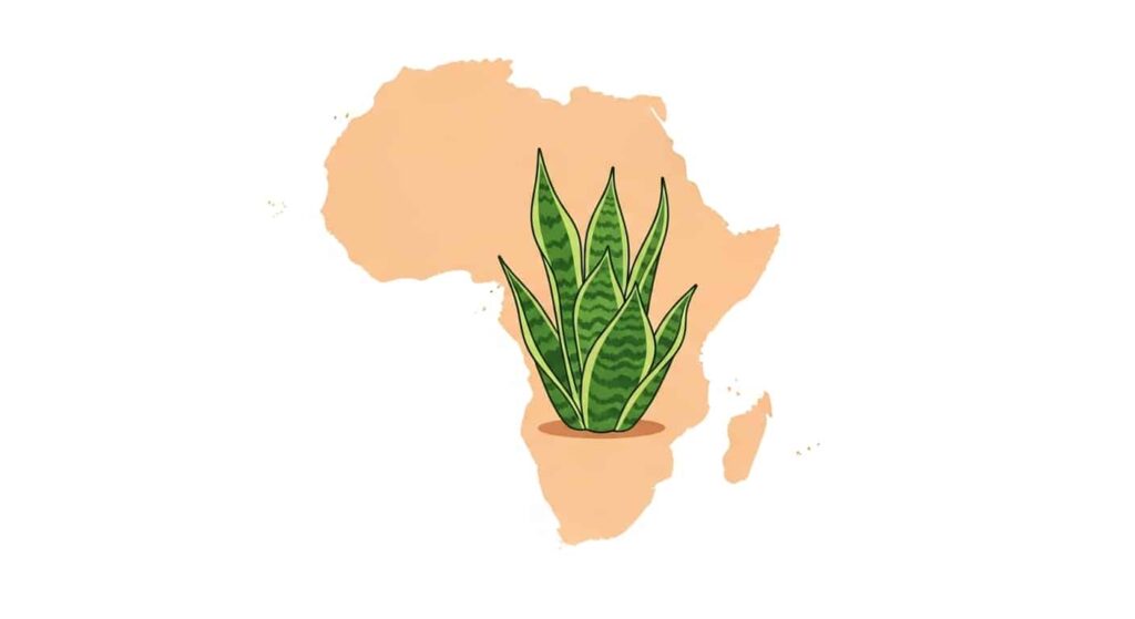 2. Botanical Background of Starfish Snake Plant