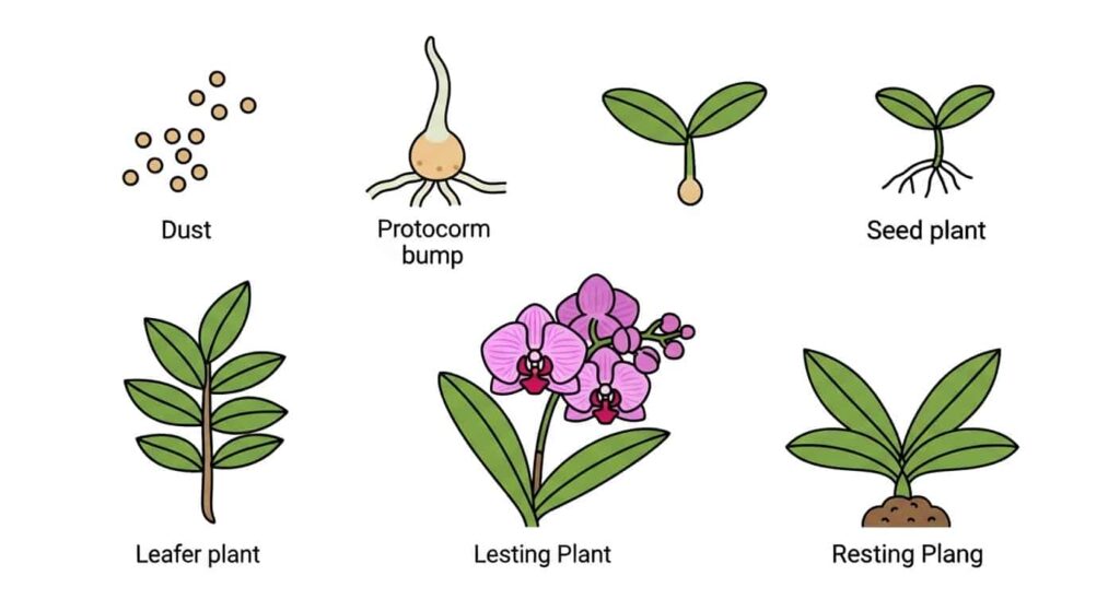 What is the Life Cycle of an Orchid