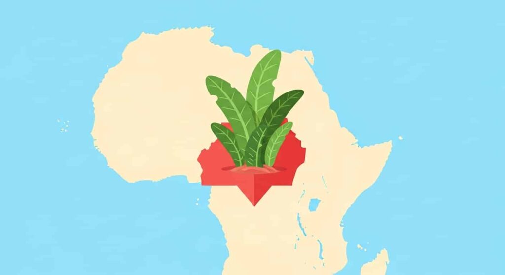 Origin and History of whale fin snake plant