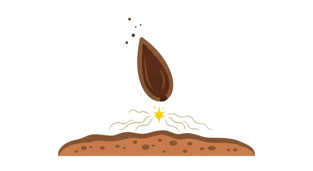 Stage 1 - The Microscopic Seed