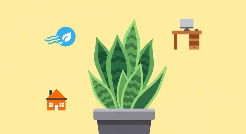 Benefits of Bird’s Nest Snake Plant