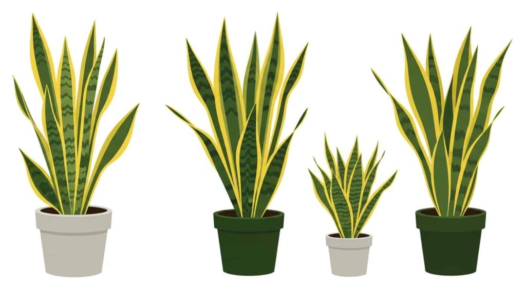 4. Growth Habits and Tolerance of Gold Flame Snake Plant