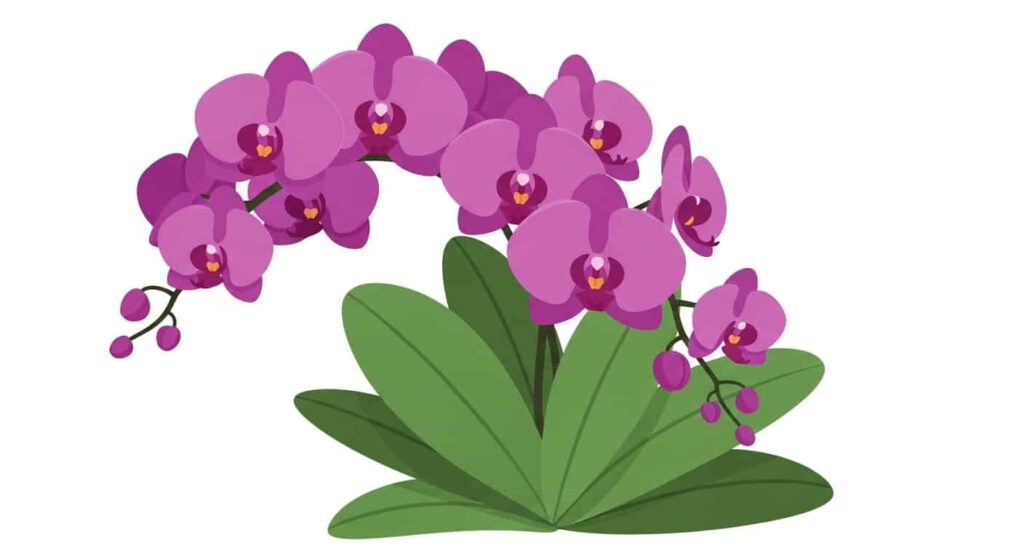 Phalaenopsis