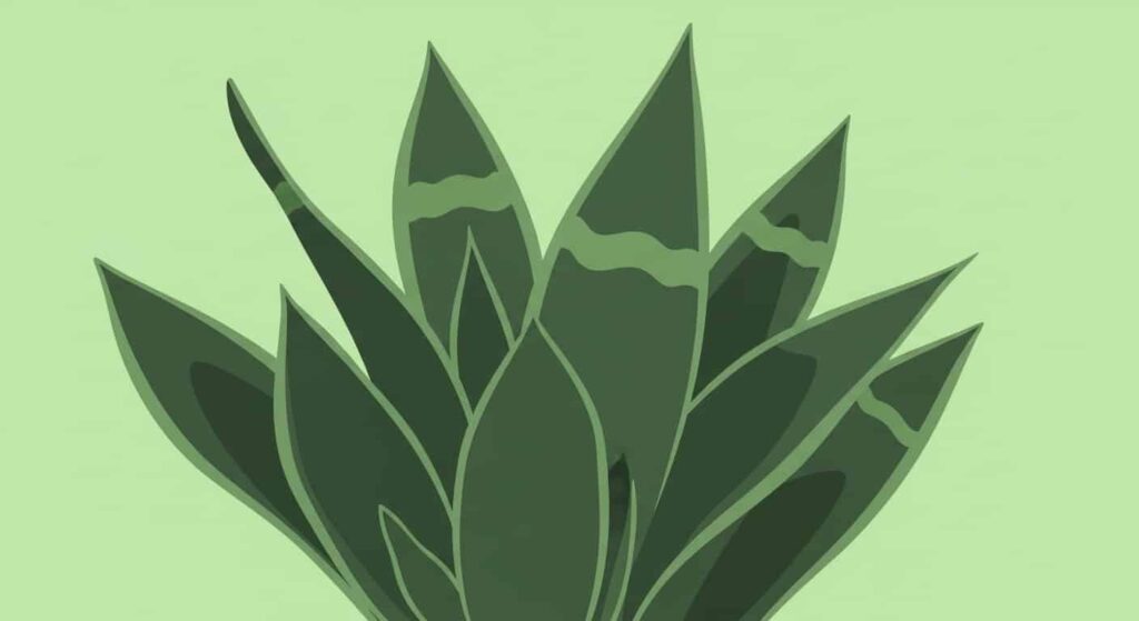 Physical Description of whale fin snake plant