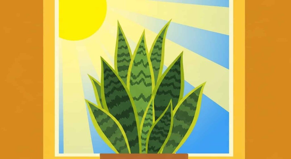 5. Care Requirements of Fernwood Snake Plant