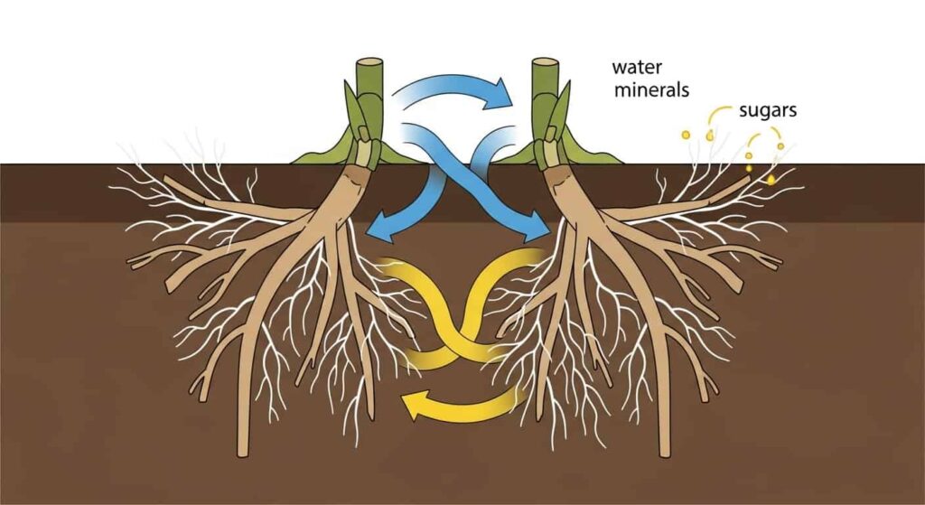 Symbiotic Relationships