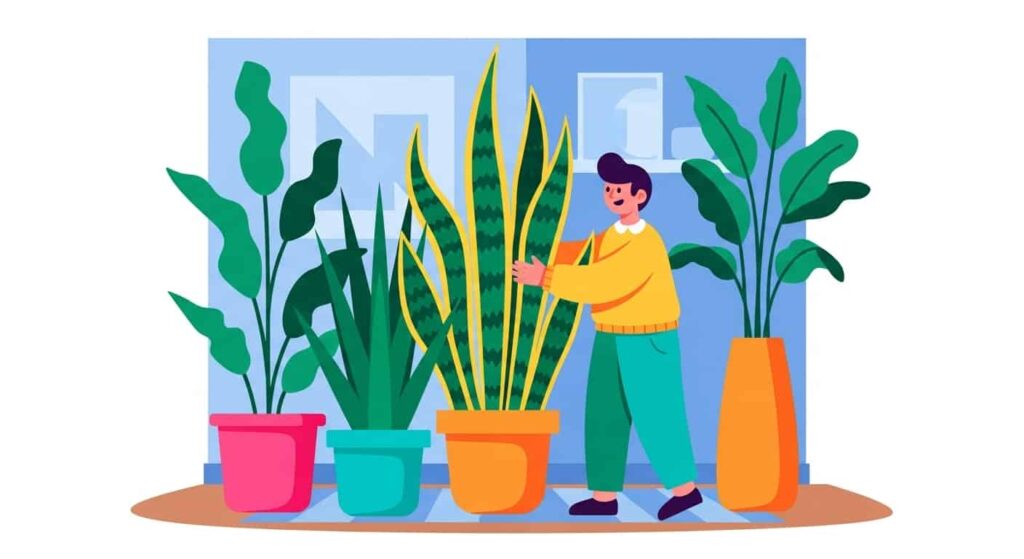 Choosing a Big Snake Plant for Your Home