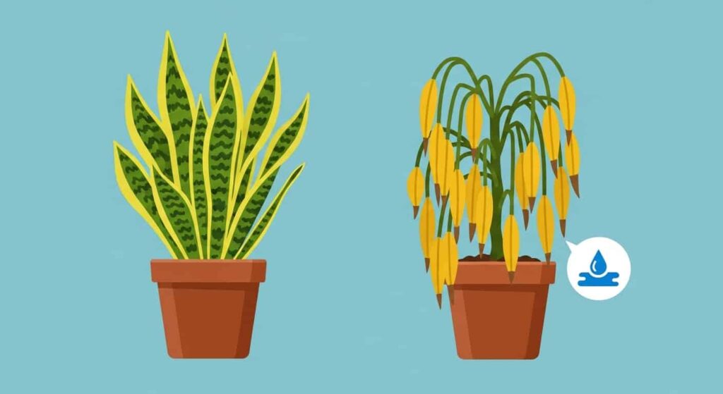 7. Common Issues and How to Avoid Them - Gold Flame Snake Plant