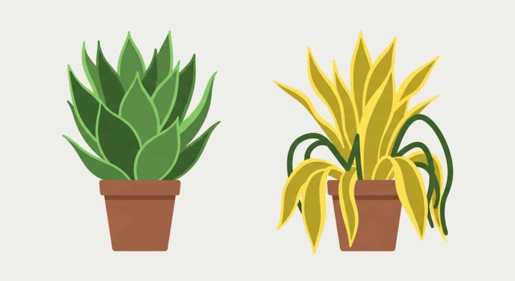 Common Problems & Solutions of Bird’s Nest Snake Plant