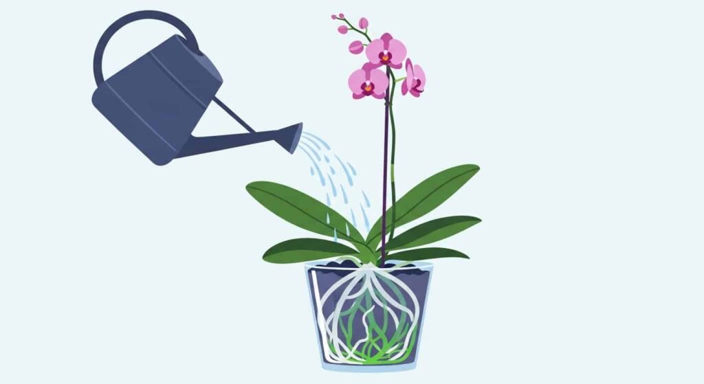General Guidelines for How Often to Water