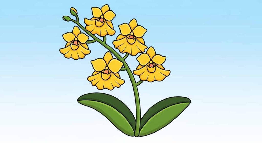 Oncidium