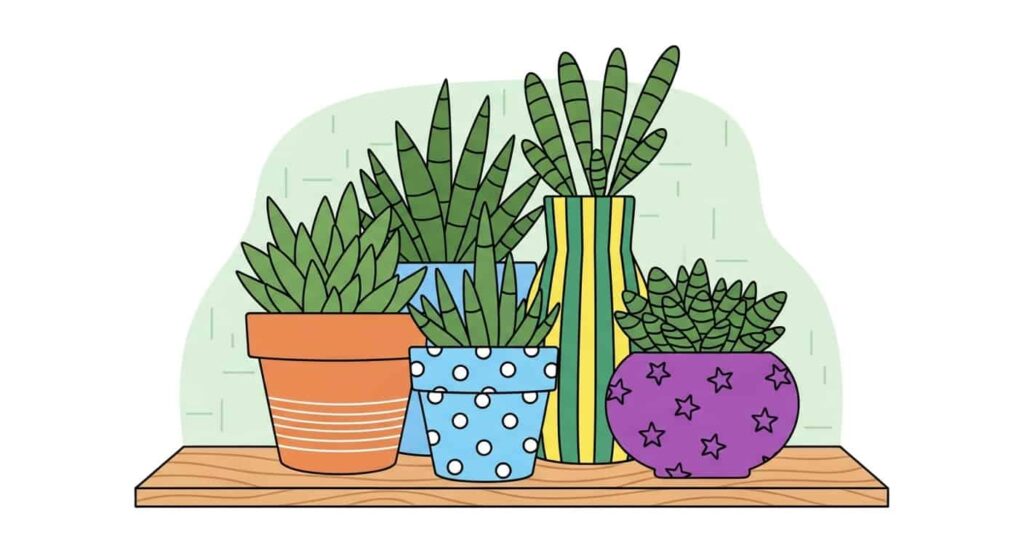 Conclusion - when to repot snake plant