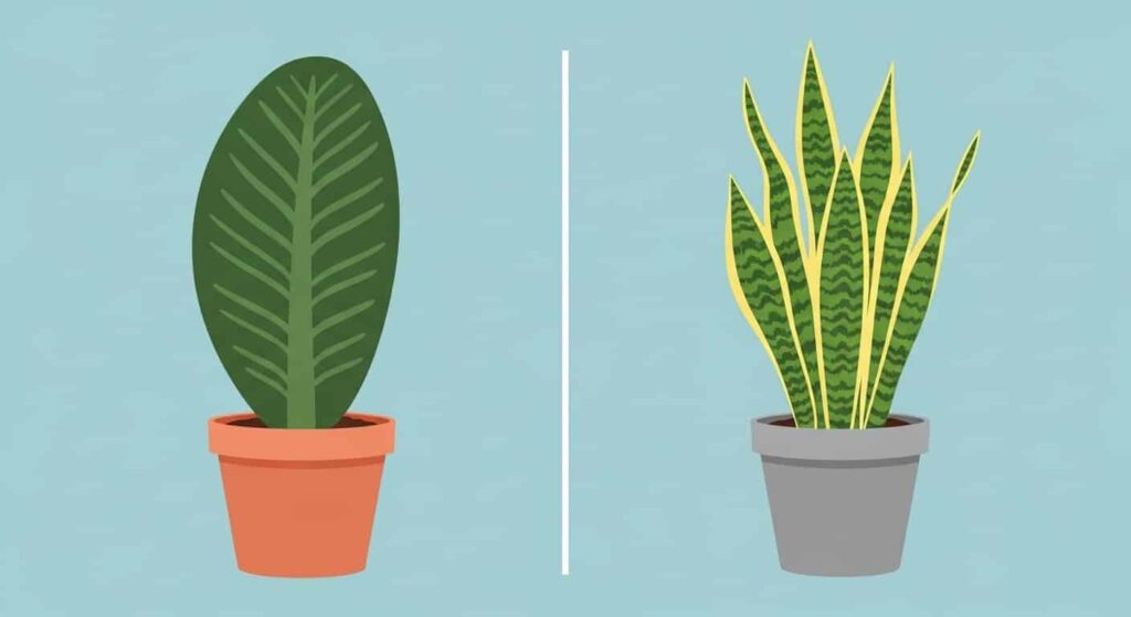  Comparison to Other Snake Plants