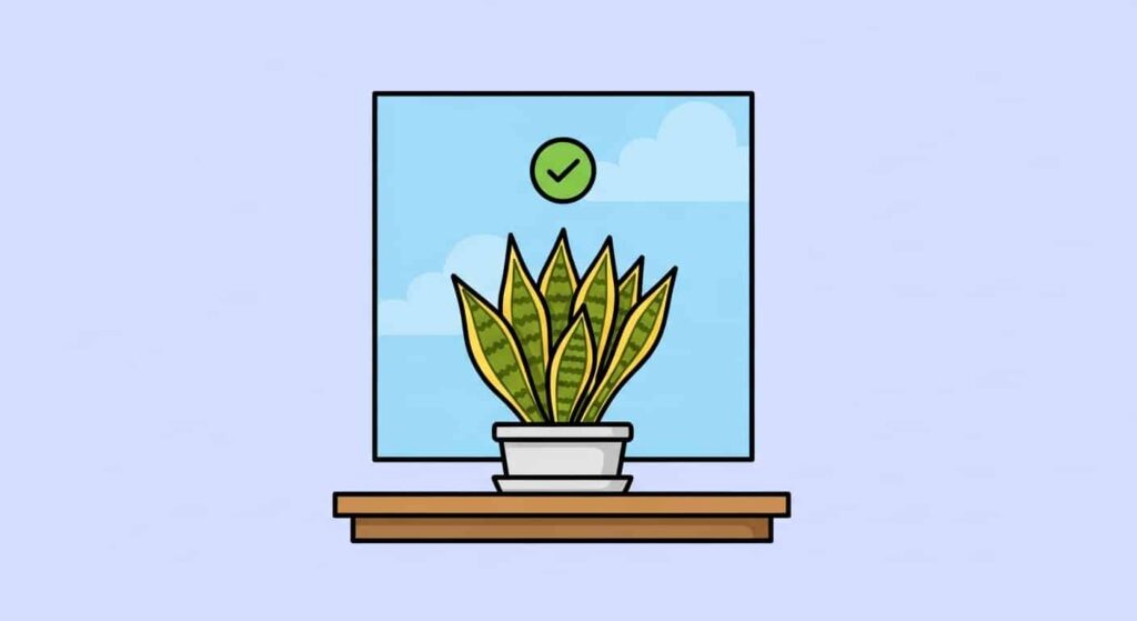 Conclusion of Golden Snake Plant