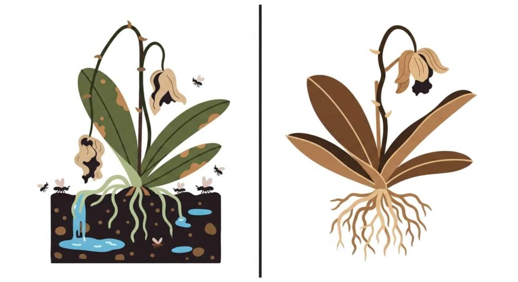 Danger Signs - Overwatering vs. Underwatering