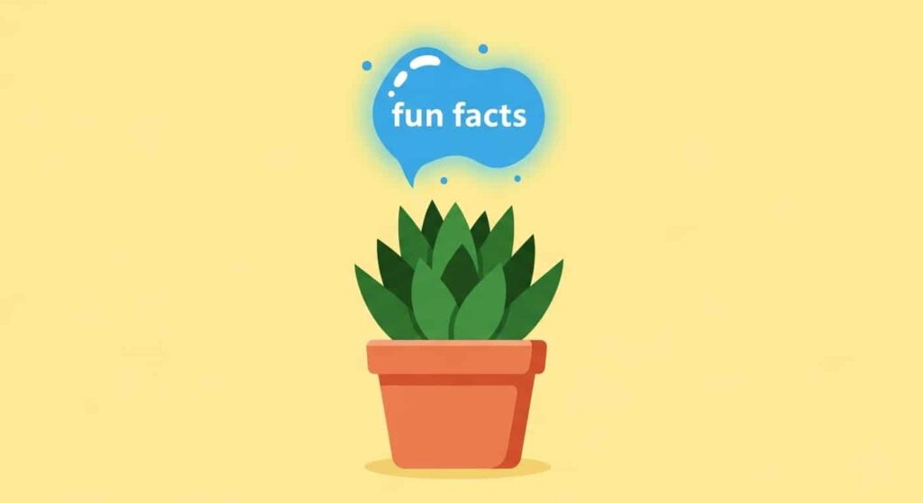 Fun Facts & Trivia of Bird’s Nest Snake Plant