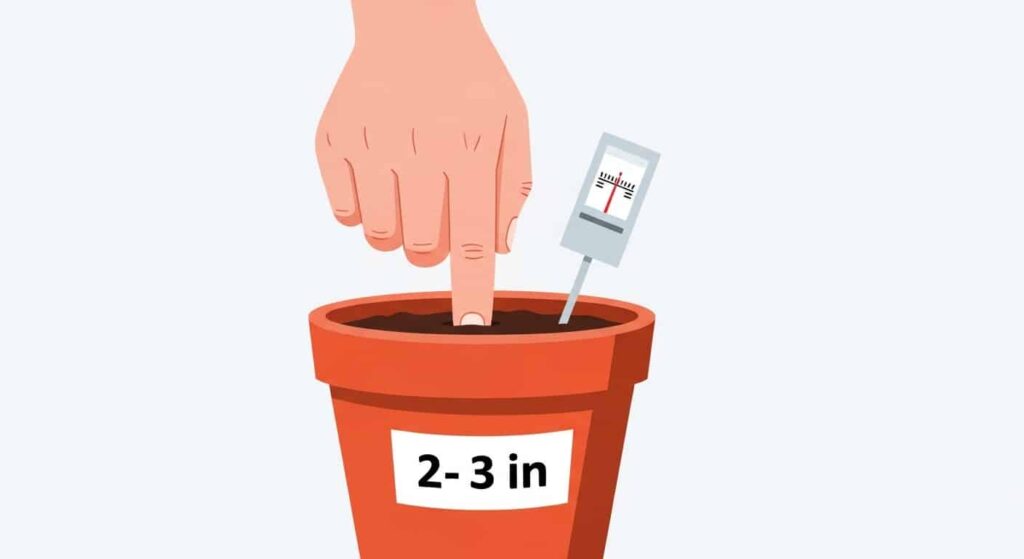 Cartoon hand testing soil depth in a snake plant pot - how often water snake plant