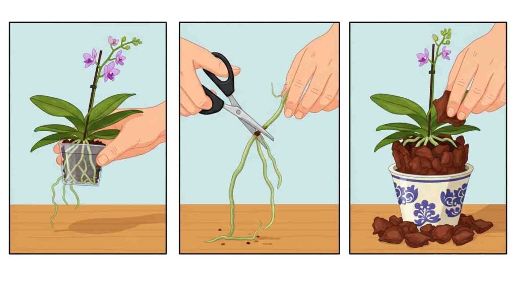 Step-by-step cartoon guide to repotting a mini orchid
