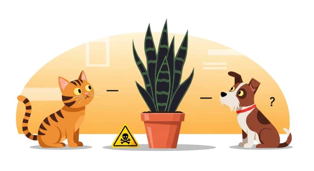 XI. Safety and Toxicity of black coral snake plant