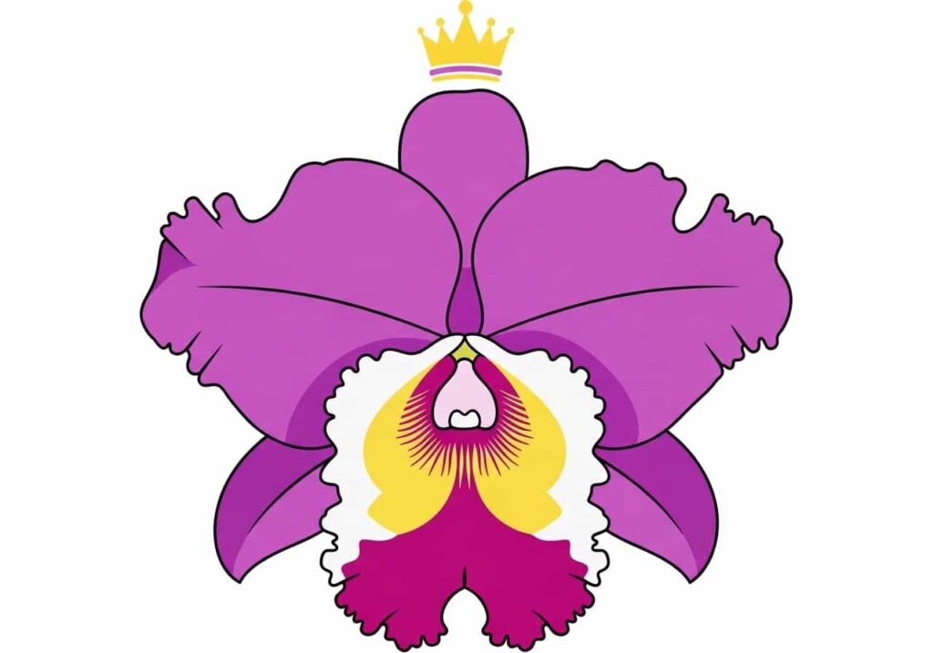 Cartoon illustration of a majestic Cattleya orchid bloom with a frilly lip and crown motif, symbolizing the "Queen of Orchids."
