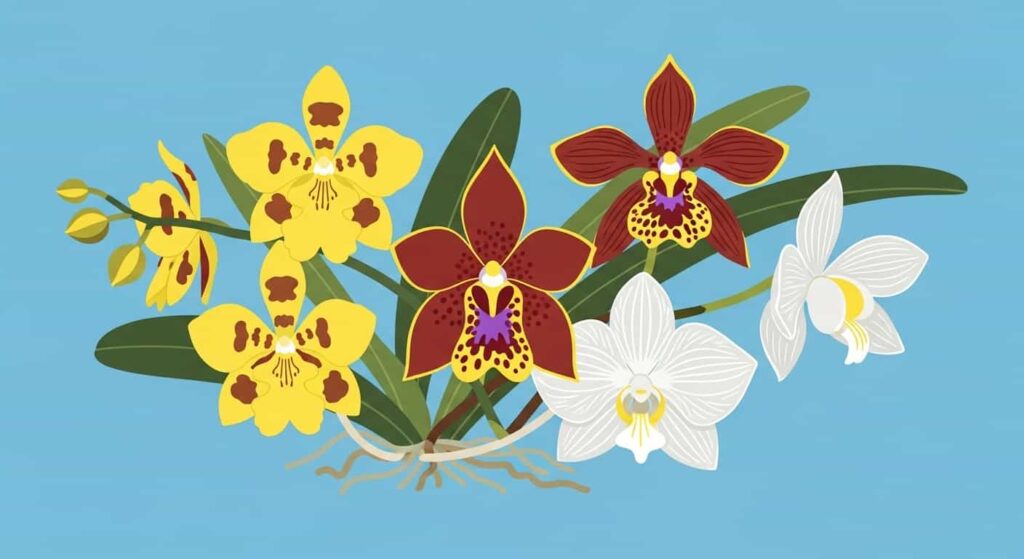 Cartoon illustration of Florida native orchids—Butterfly, Cigar, and Ghost—grouped together on a sky-blue background