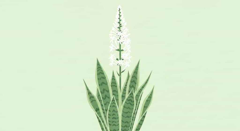 Flat vector of snake plant with flower stalk and white blooms