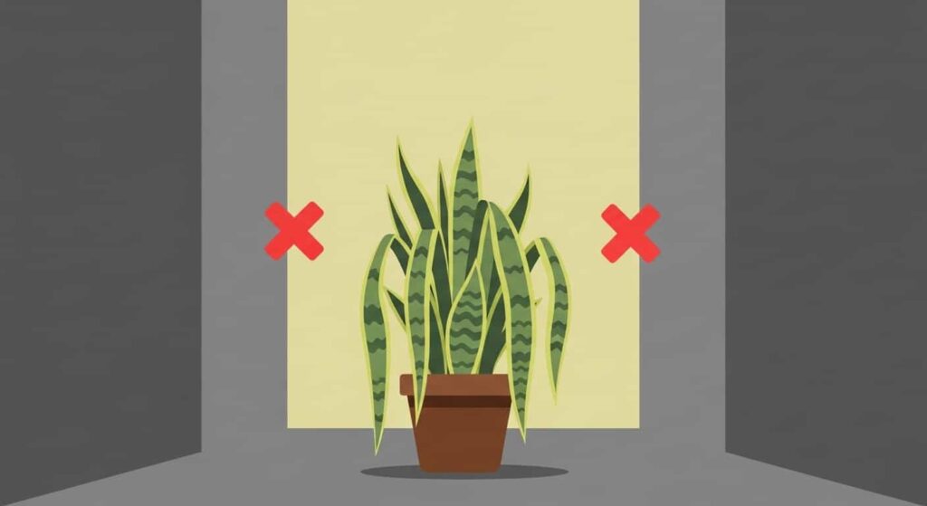 Snake plant in wrong placements like bathrooms and dark hallways, symbolizing poor Feng Shui.