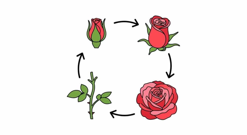 Cartoon illustration of the natural life cycle of an indoor rose plant