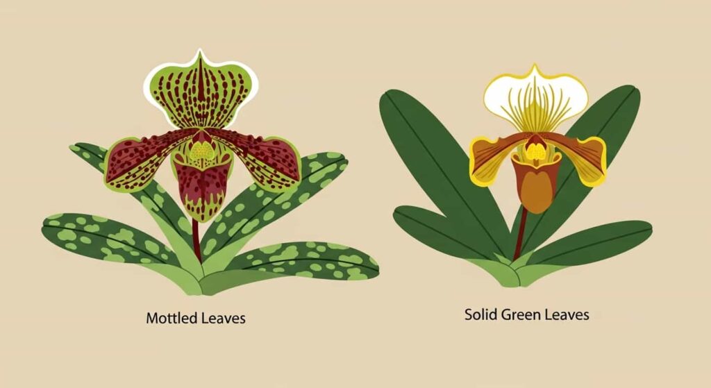 Cartoon of mottled-leaf and solid green-leaf Paphiopedilum orchid varieties on a flat beige background.