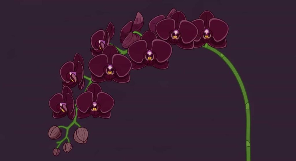 Cartoon of a black orchid hybrid with cascading dark burgundy flowers against a purple background