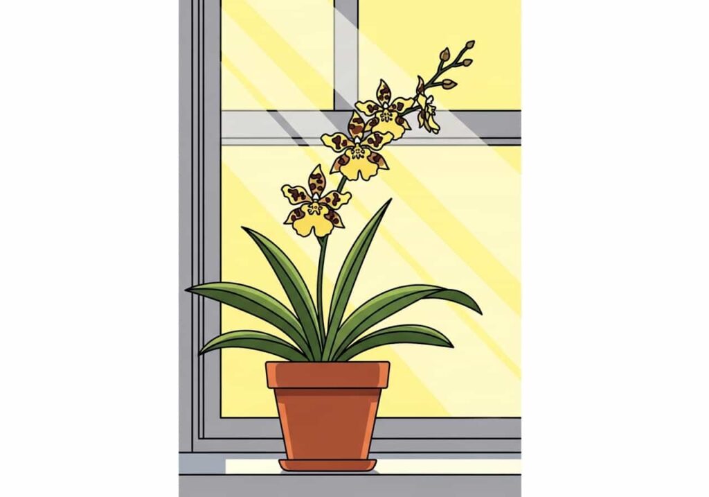 Cartoon of a potted Oncidium orchid by a window with gentle sunlight, on a light-yellow background
