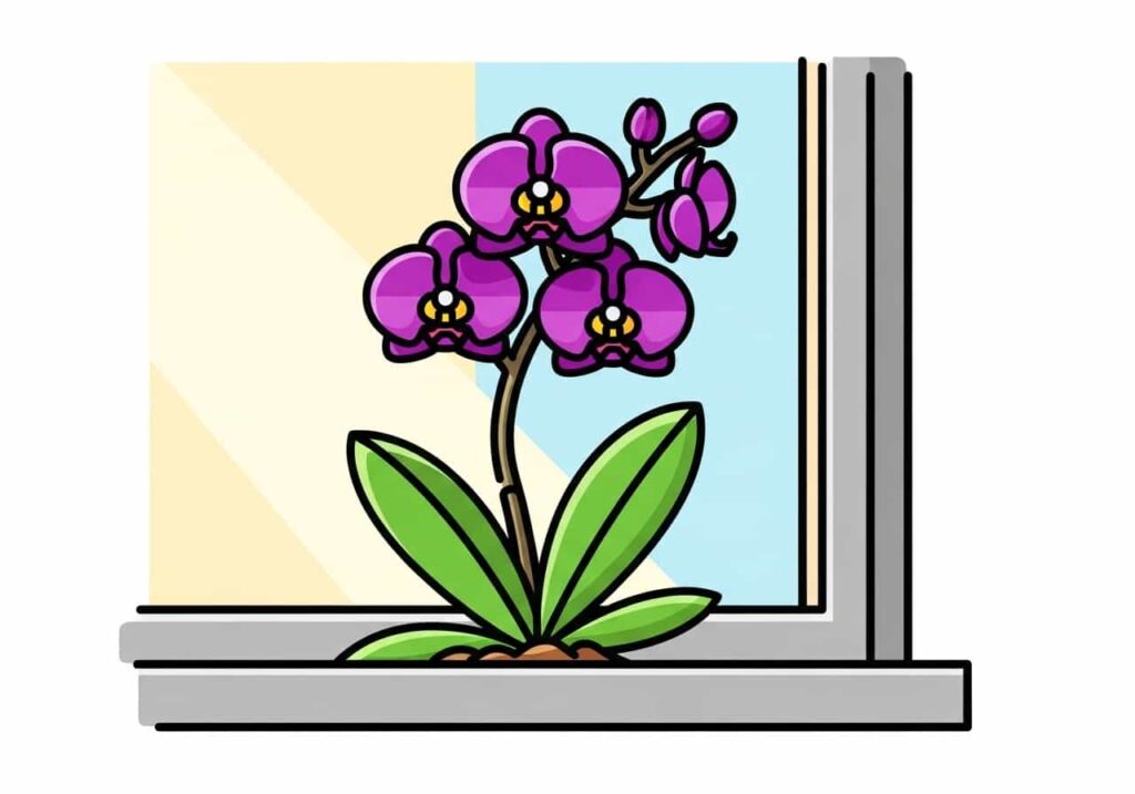 Flat cartoon orchid on a windowsill receiving gentle indirect sunlight