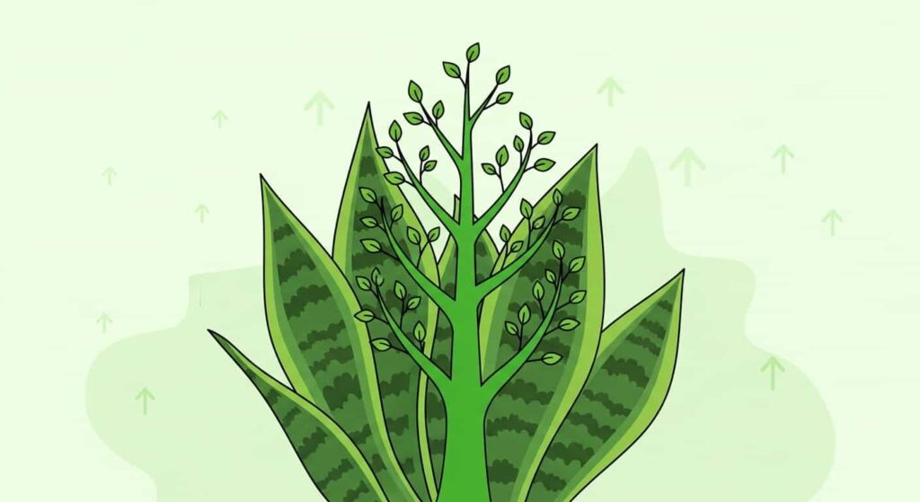 Snake plant symbolizing the Wood element with upward growth and vitality.