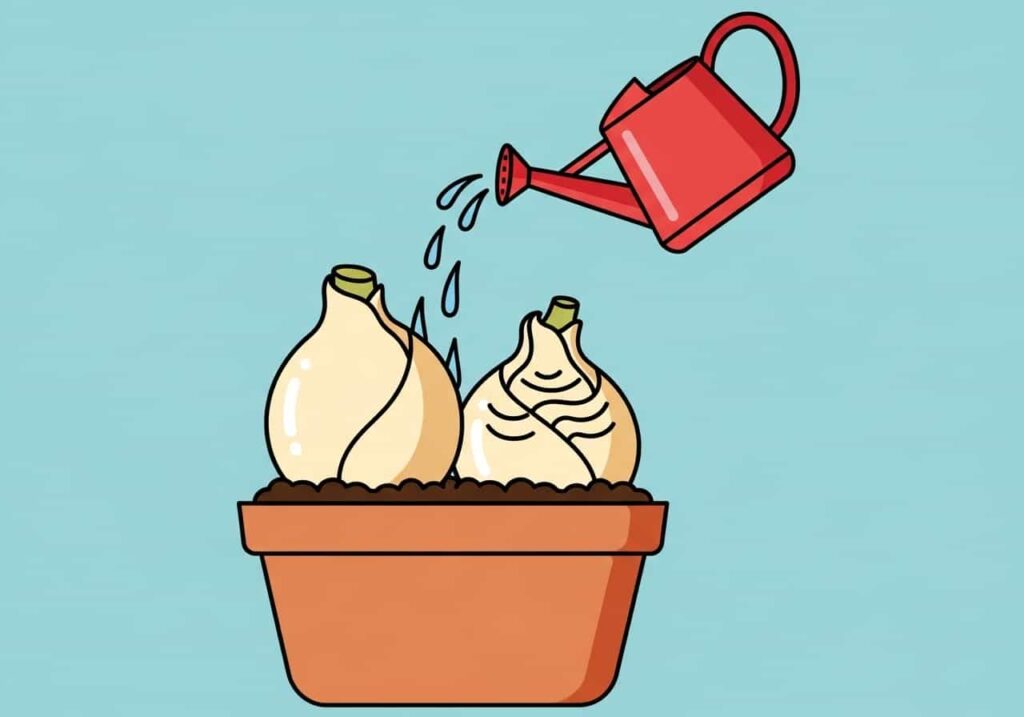 Cartoon of pseudobulbs showing wrinkle test with a watering can, on a light-blue background