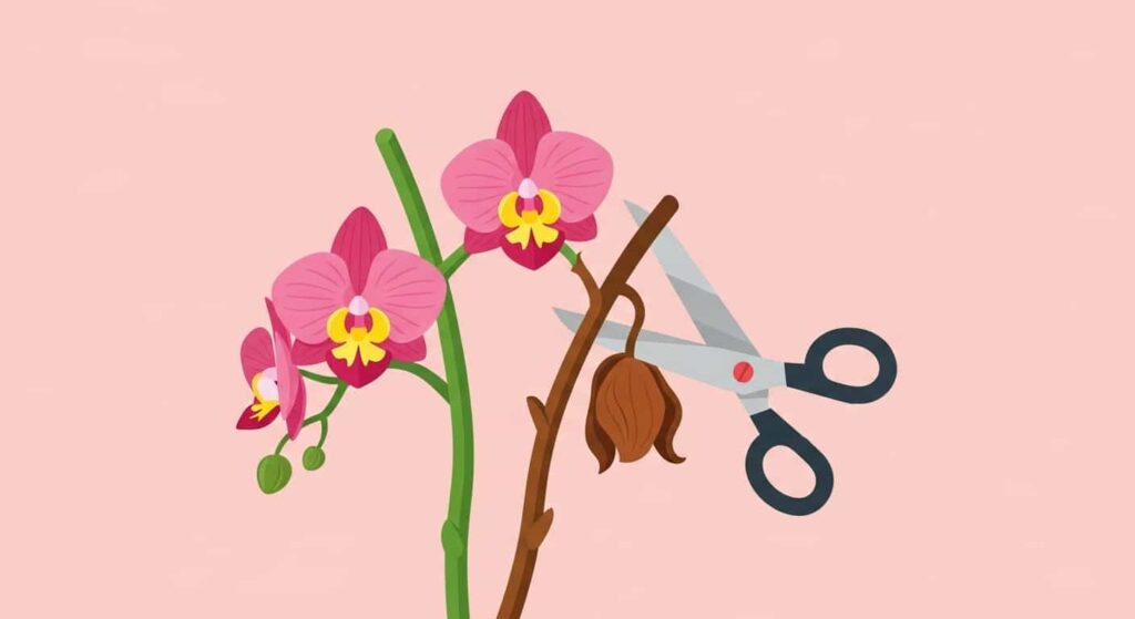 Cartoon orchid showing a flower spike being trimmed after the blooms have fallen