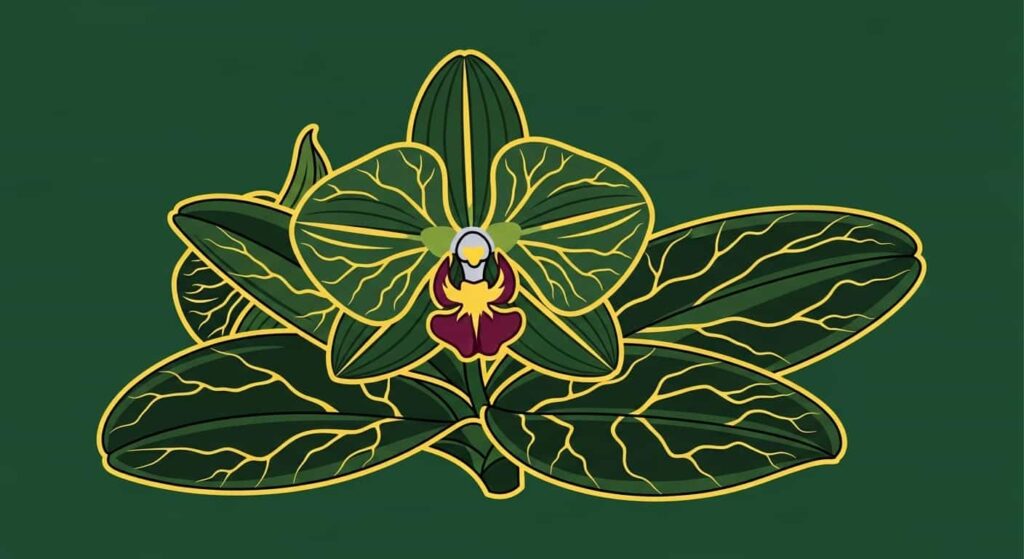 Cartoon of jewel orchid leaves with glowing gold veins on a dark green background