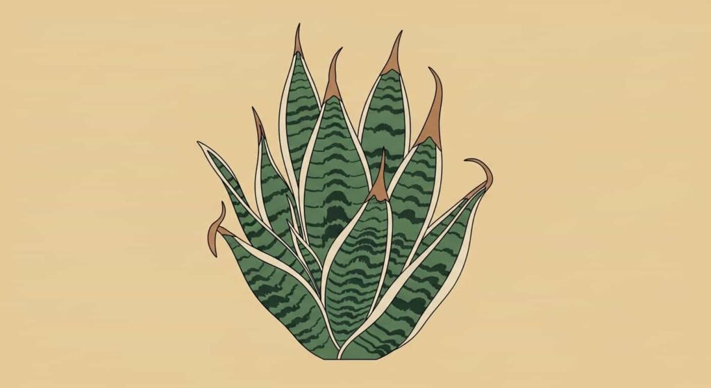Flat illustration of snake plant with brown tips from underwatering