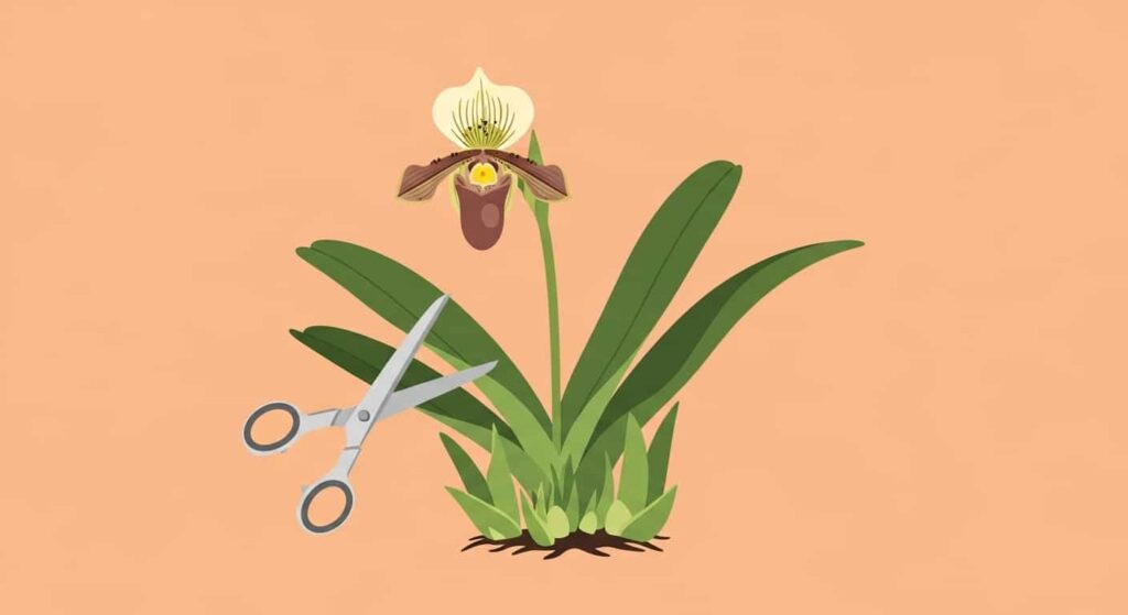 Cartoon of trimming a Paphiopedilum orchid stem after bloom with new shoots growing on a flat peach background