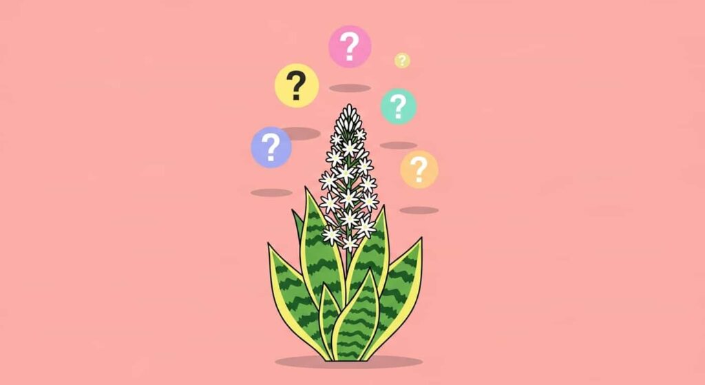 Flat FAQ illustration with blooming snake plant and question marks
