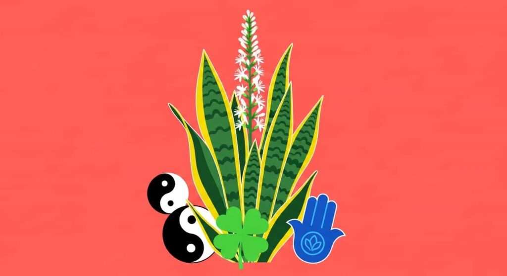 Different cultural meanings of snake plant flowering