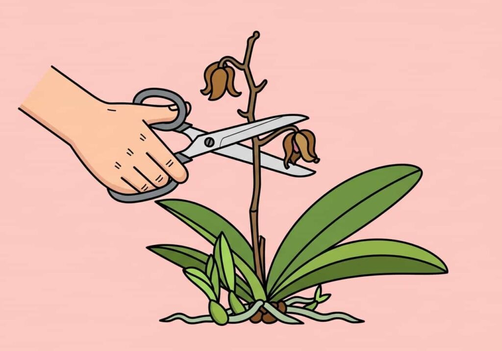 Cartoon of pruning an Oncidium orchid after flowers fade, on a light-pink background