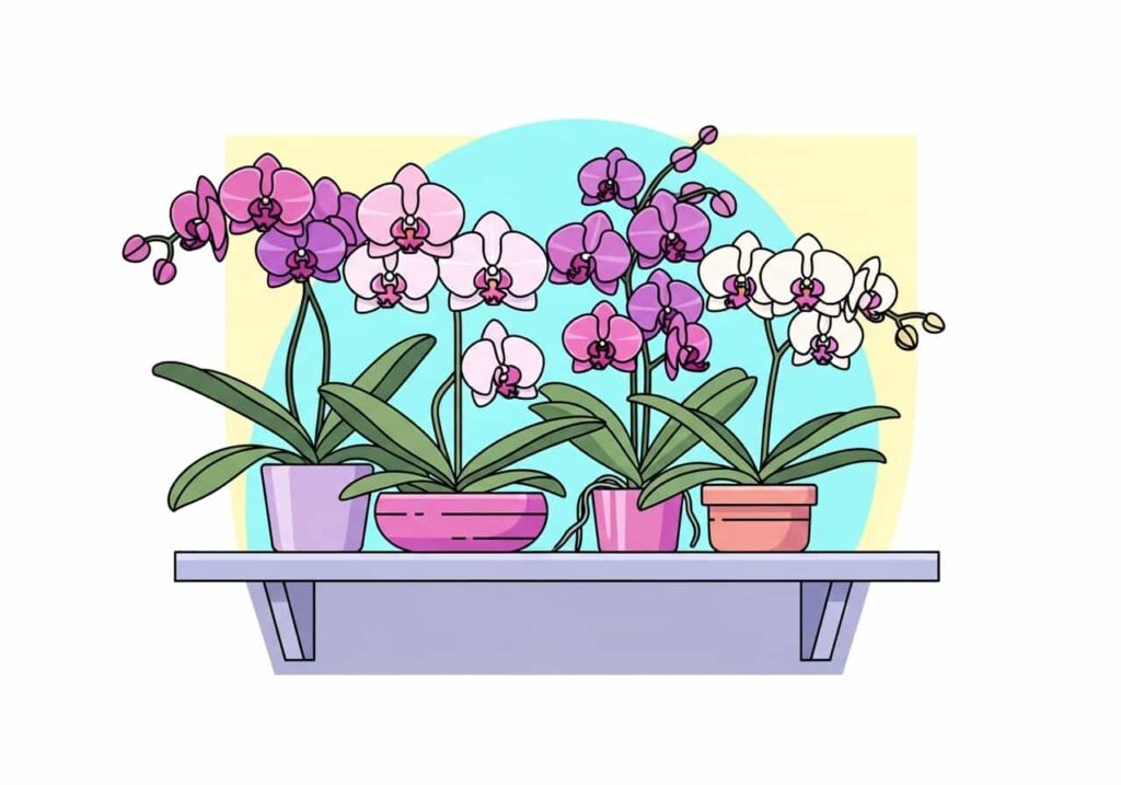 Flat cartoon of several blooming orchids on a shelf indoors