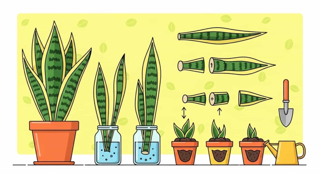 Cartoon snake plant being propagated into new plants in pots