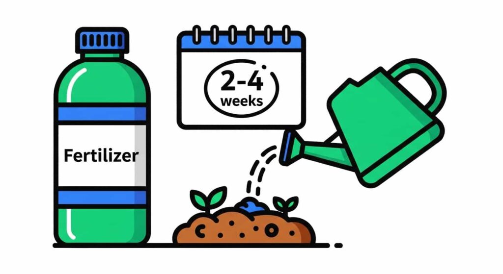 Cartoon image showing proper timing and method for fertilizing roses indoors