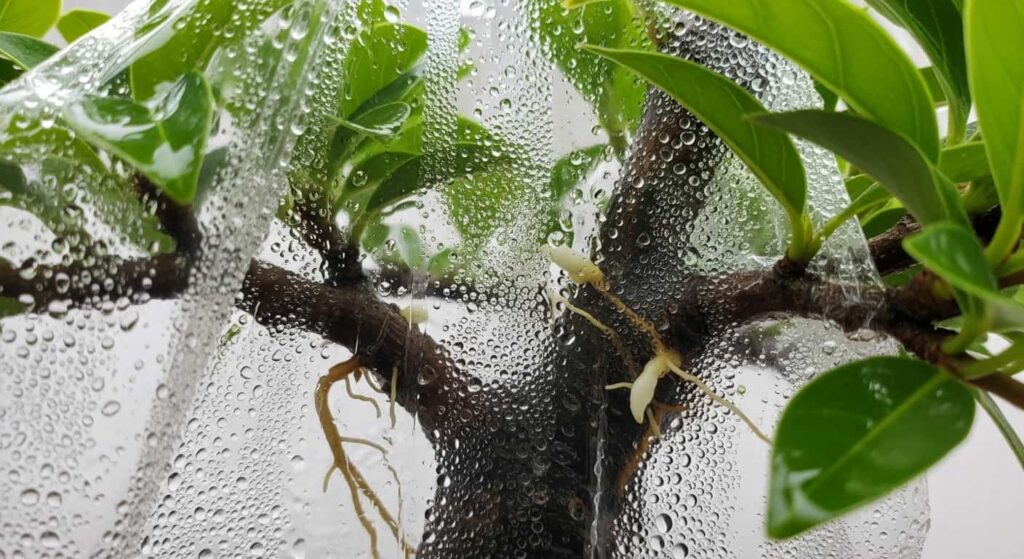 Banyan bonsai branch with clear plastic humidity tent showing condensation and emerging aerial root primordia on bark surface