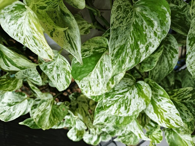 Why Is My Pothos Losing Variegation? How to Get It Back