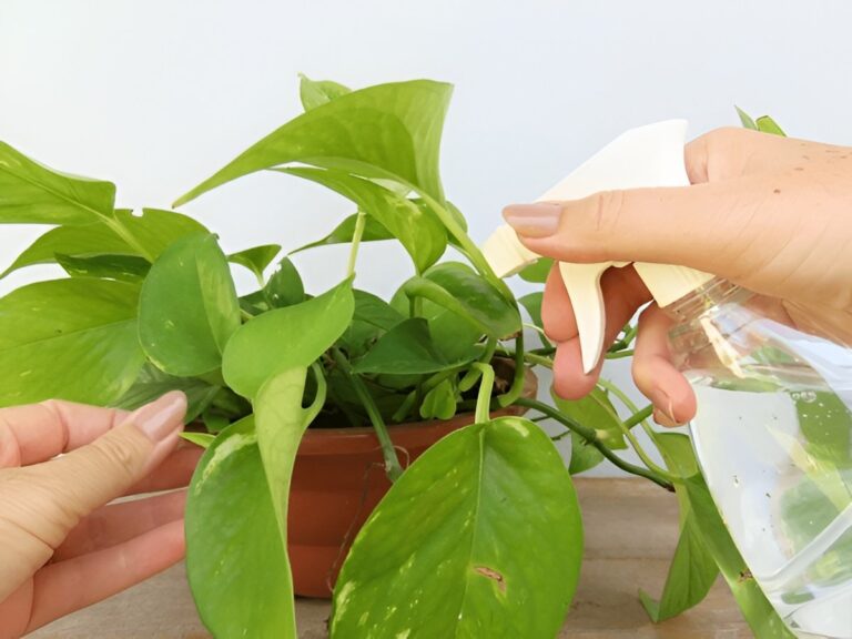 Best Fertilizer for Pothos: When, What, and How Much to Use